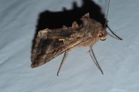 Autographa gamma