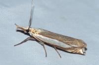 Crambus pascuella