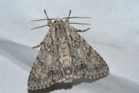 Acronicta aceris
