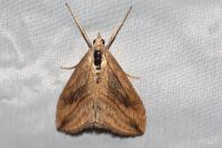 Evergestis forficalis