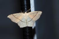Cyclophora punctaria