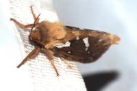 Korscheltellus lupulinus