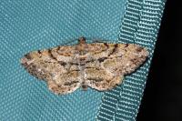 Peribatodes rhomboidaria