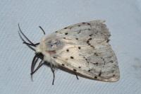 Spilosoma lubricipeda