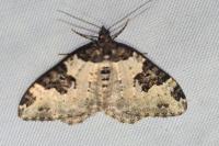 Xanthorhoe fluctuata