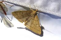 Herminia tarsipennalis