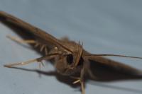 Herminia tarsipennalis