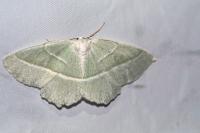 Campaea margaritaria