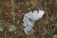 Colostygia pectinataria