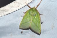 Pseudoips prasinanus