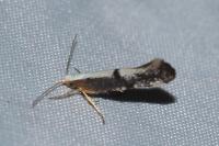 Argyresthia spinosella