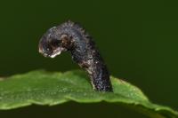 Coleophora anatipennella