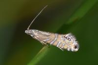 Glyphipterix thrasonella