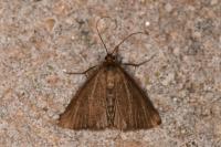 Evergestis aenealis