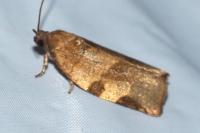 Choristoneura hebenstreitella