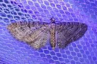 Eupithecia tenuiata