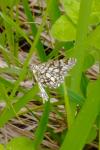 Chiasmia clathrata