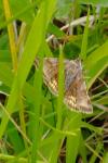 Euclidia glyphica