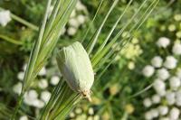 Tortrix viridana