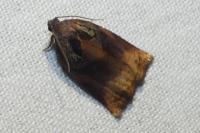 Archips podana