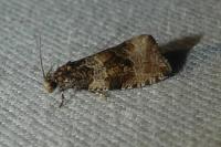 Orthotaenia undulana