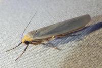 Eilema caniola