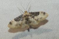 Idaea filicata