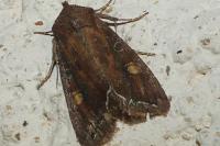 Lacanobia oleracea