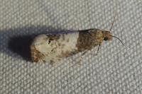 Notocelia roborana