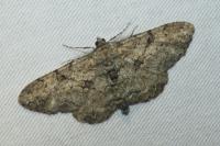 Peribatodes rhomboidaria