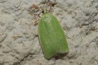 Tortrix viridana