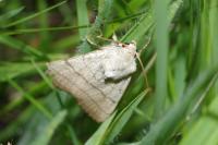 Charanyca trigrammica