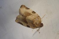 Choristoneura hebenstreitella