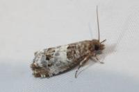 Notocelia trimaculana