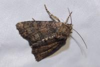 Oligia latruncula/strigilis/versicolor