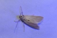 Acentria ephemerella