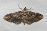 Gymnoscelis rufifasciata