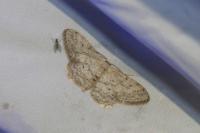 Idaea seriata