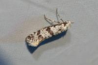 Scythropia crataegella