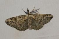 Cleorodes lichenaria