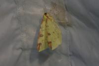 Opisthograptis luteolata