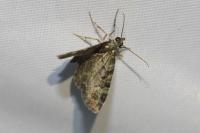 Pasiphila rectangulata