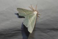 Campaea margaritaria