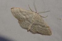Idaea subsericeata