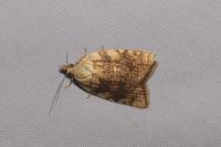 Aleimma loeflingiana