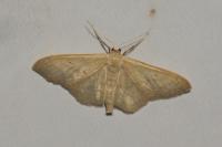 Idaea straminata