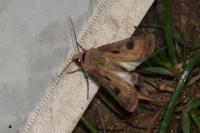 Agrotis exclamationis