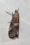 Acrobasis marmorea