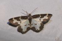 Lomaspilis marginata