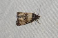 Cochylis atricapitana